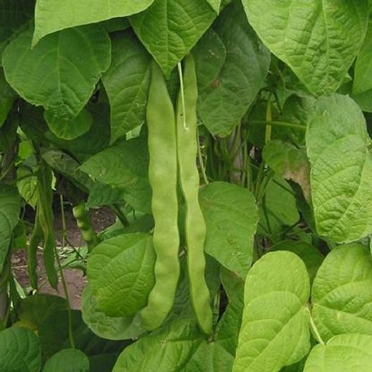 Light red kidney bean seeds - beyond organic seeds