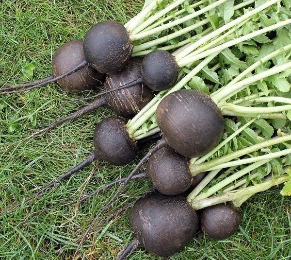 Black Spanish Radish - beyond organic seeds