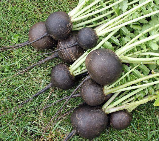 Black Spanish Radish - beyond organic seeds