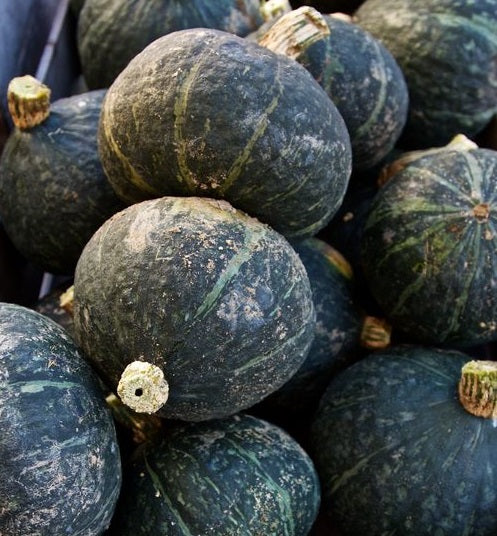 Black forest kabocha squash - beyond organic seeds