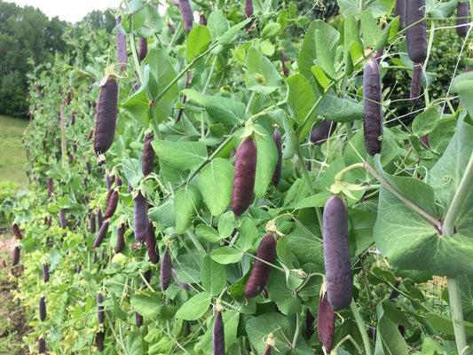 Dutch heirloom blue podded peas - beyond organic seeds