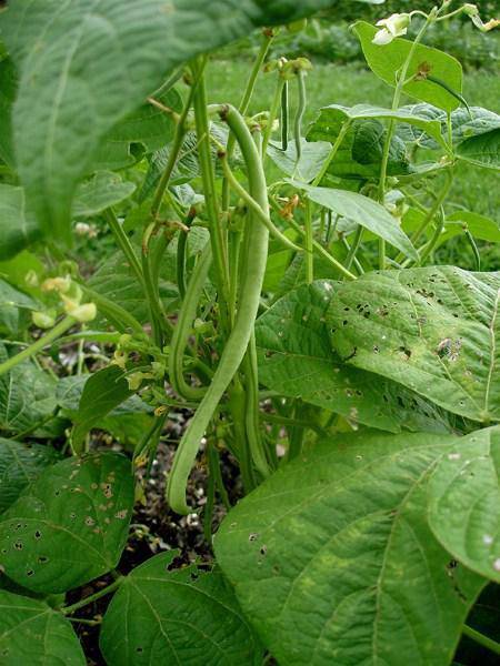 Blue Lake Bush Bean - beyond organic seeds