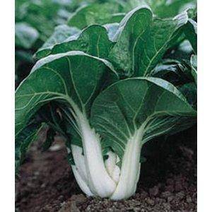 Bok Choy - beyond organic seeds