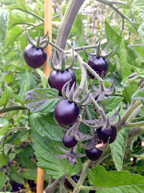 Dancing with Smurfs Indigo Tomato - beyond organic seeds