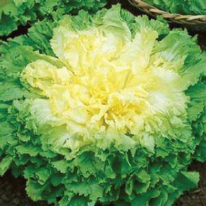 Endive Broadleaf Batavian - beyond organic seeds