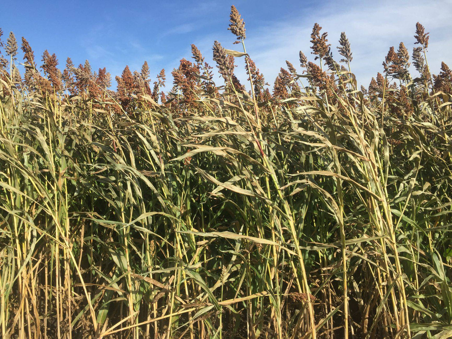 Bundle king forage sorghum - beyond organic seeds