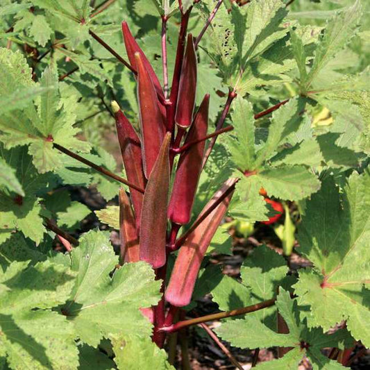 Burgundy Okra - beyond organic seeds