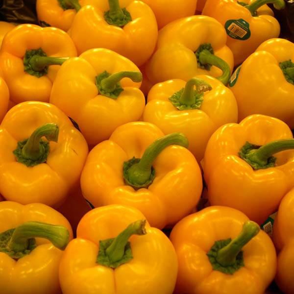 GOLDEN CA. WONDER SWEET PEPPER - beyond organic seeds