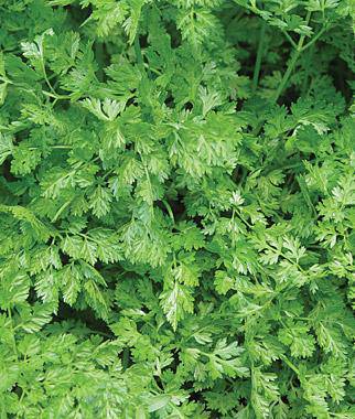 Chervil Herb Heirloom - beyond organic seeds