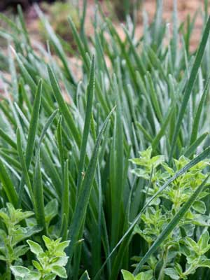 Garlic Chives - beyond organic seeds