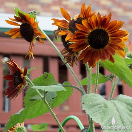 Red velvet crimson sunflower