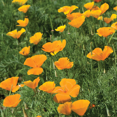 California orange poppy - beyond organic seeds