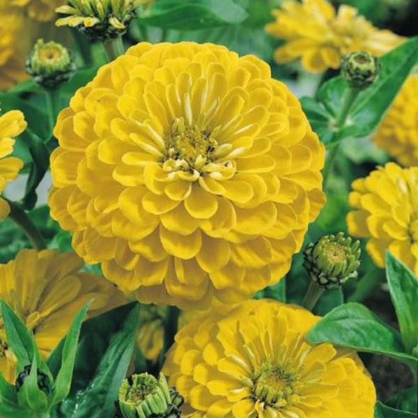 Canary bird zinnia - beyond organic seeds