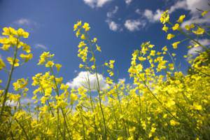 Canola Flower - beyond organic seeds