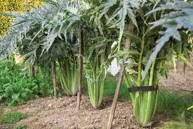 Silver white cardoon - beyond organic seeds