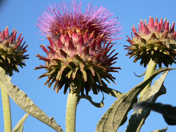 Silver white cardoon - beyond organic seeds