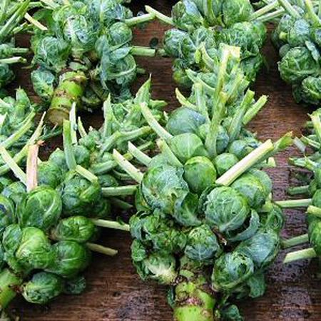 Catskill brussel sprouts - beyond organic seeds