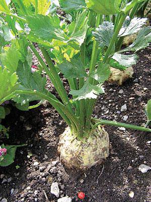 Celeriac Giant Prague - beyond organic seeds