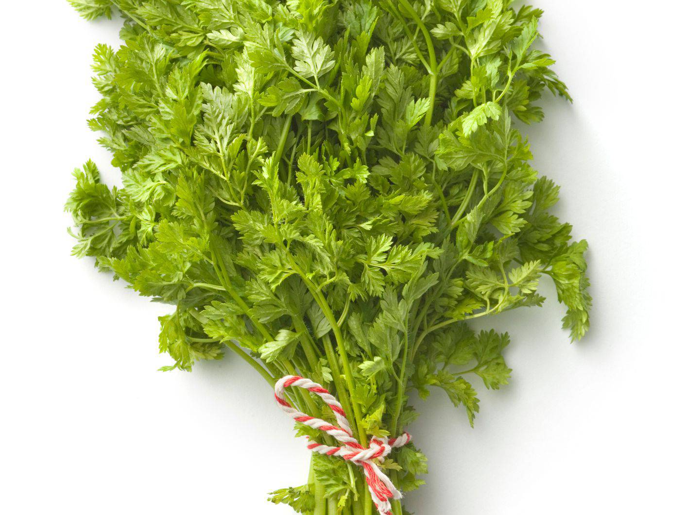 Chervil Herb Heirloom - beyond organic seeds