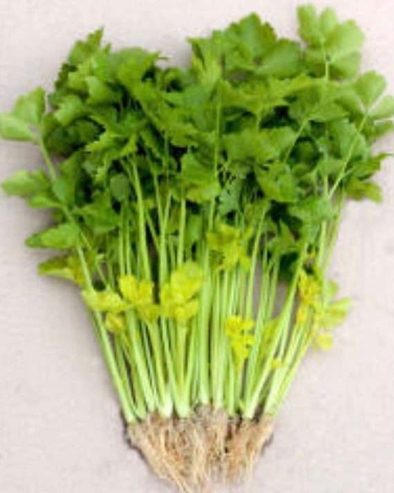 Golden yellow chinese celery - beyond organic seeds