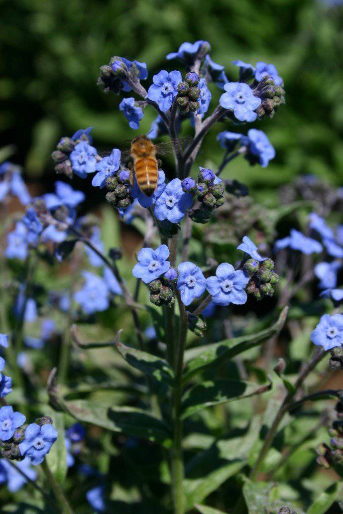 Chinese Forget Me Not - beyond organic seeds