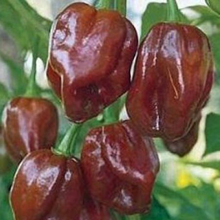 Habenro pepper assortment - beyond organic seeds