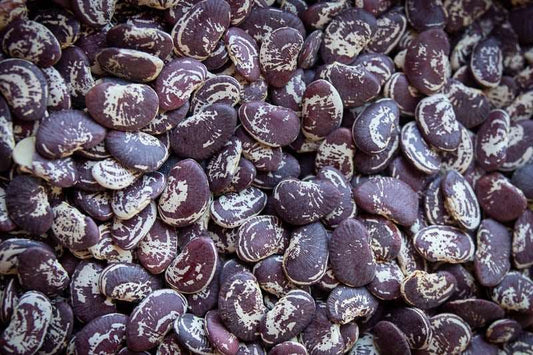 Christmas lima beans - beyond organic seeds