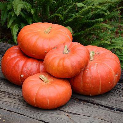 Cinderella Pumpkin - beyond organic seeds