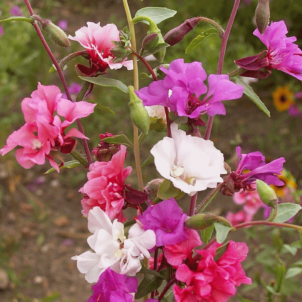 Clarkia Flower Seed - beyond organic seeds