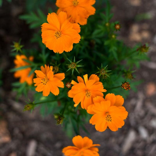 Sulfur cosmos