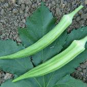 Silver Queen Okra - beyond organic seeds