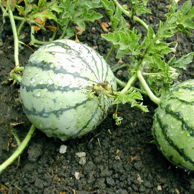 Cream of Saskatchewan Heirloom Melon - beyond organic seeds