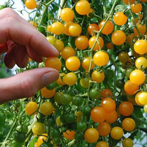 Gold rush current tomato - beyond organic seeds