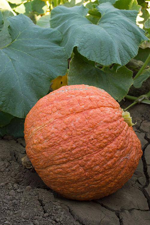 Essex Red Heirloom Winter Squash - beyond organic seeds