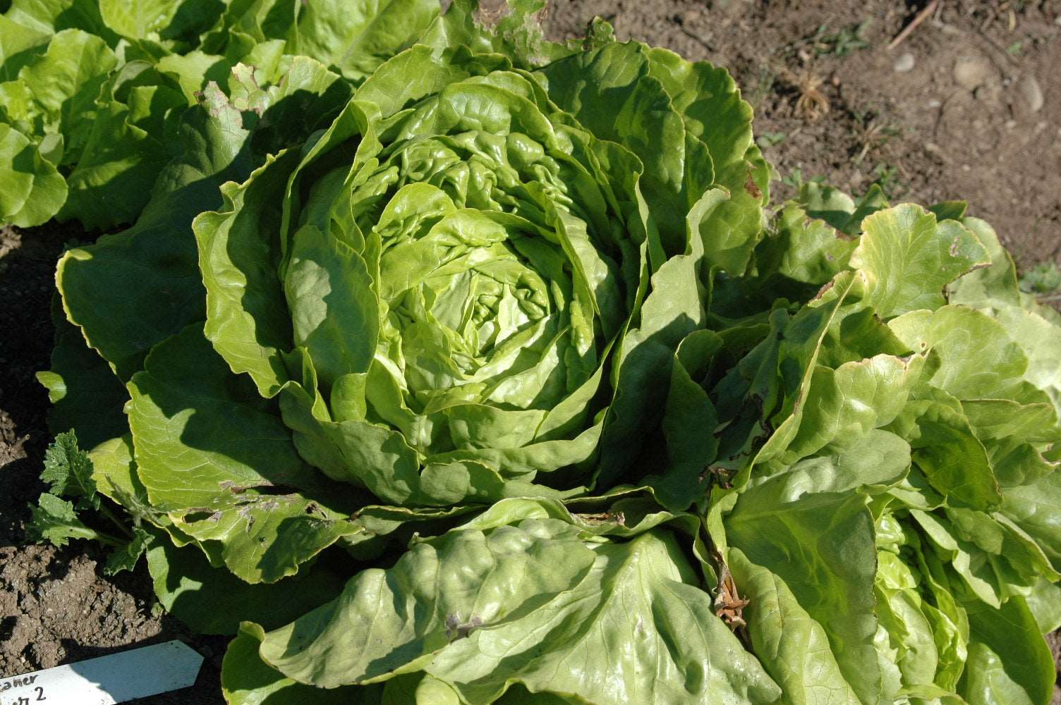 Kagraner sommer heirloom lettuce - beyond organic seeds