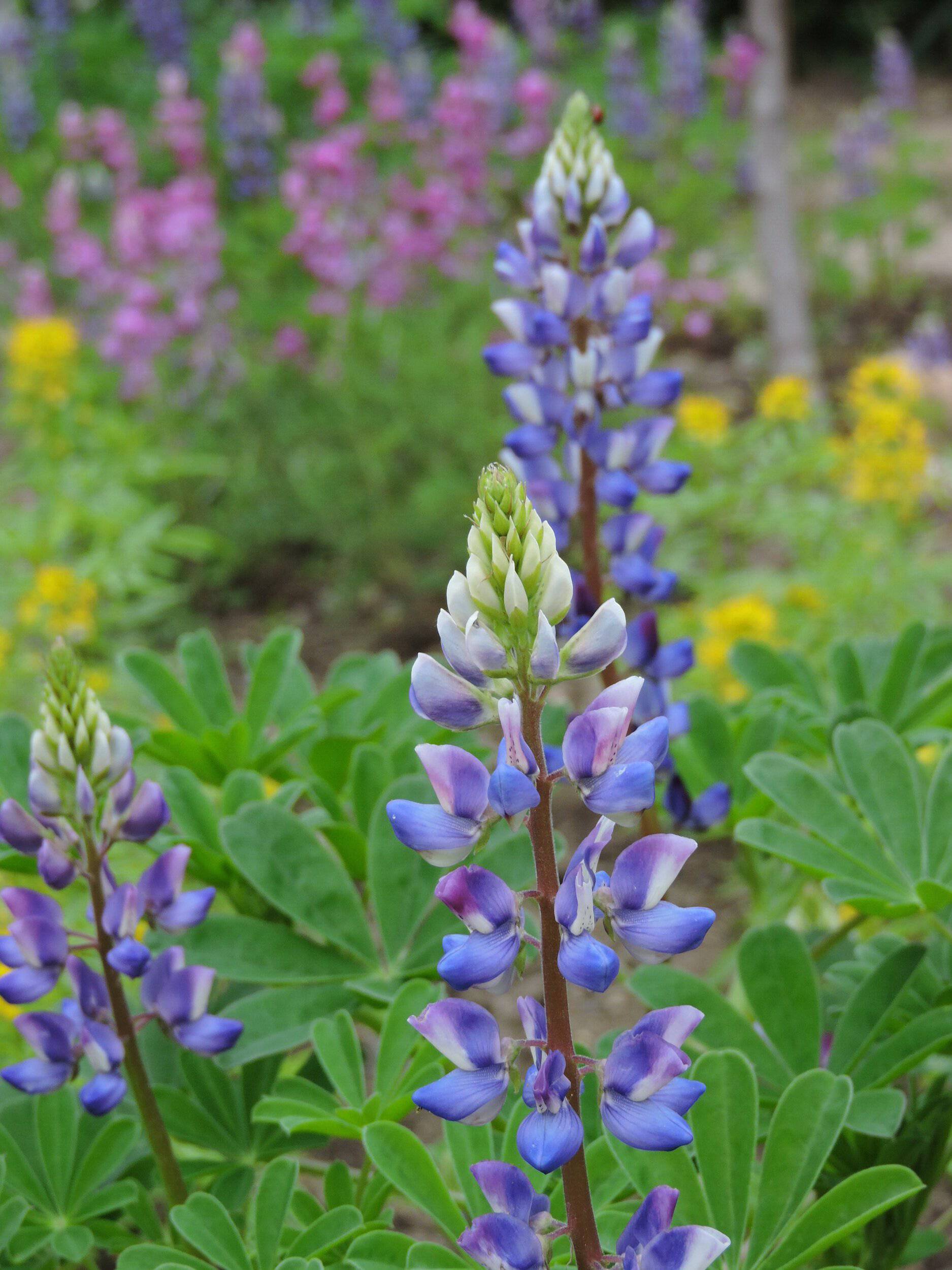 Arroyo Lupine Flower - beyond organic seeds