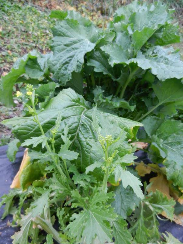 Early Fall Broccoli Rabe - beyond organic seeds