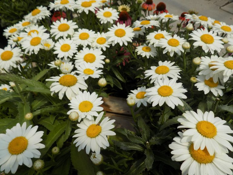 Dwarf shasta daisy - beyond organic seeds