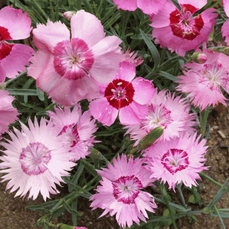 Cottage Pink Flowers - beyond organic seeds