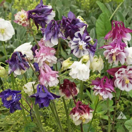 Dwarf columbine mix