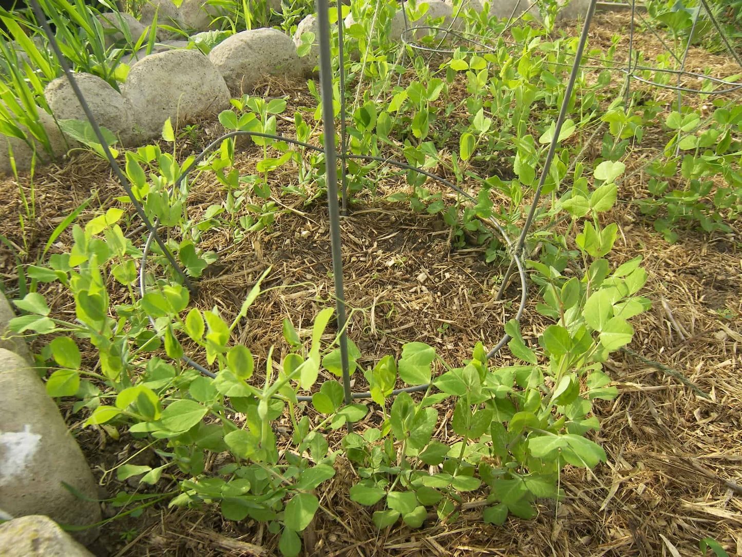 Dwarf Gray Sugar Snow Peas - beyond organic seeds