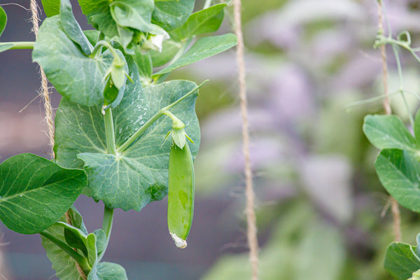 Dwarf white sugar snow pea - beyond organic seeds