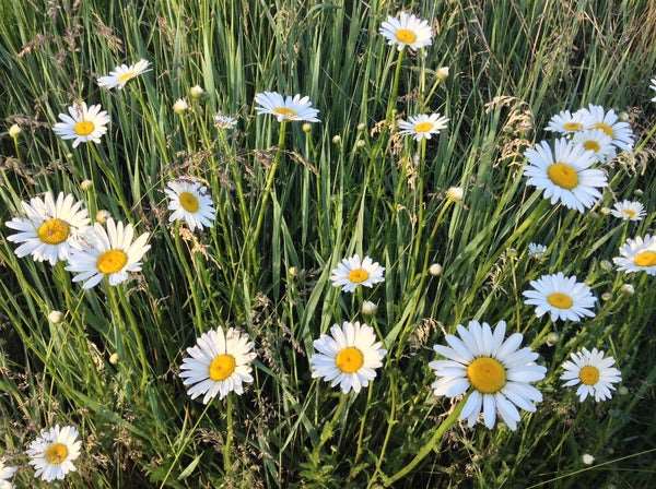 Dwarf shasta daisy - beyond organic seeds