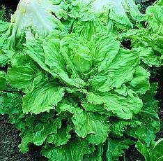 Endive Broadleaf Batavian - beyond organic seeds