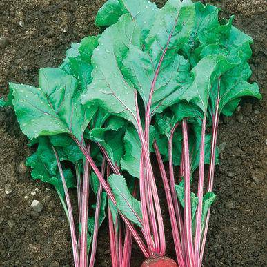 Early Wonder Beets - beyond organic seeds