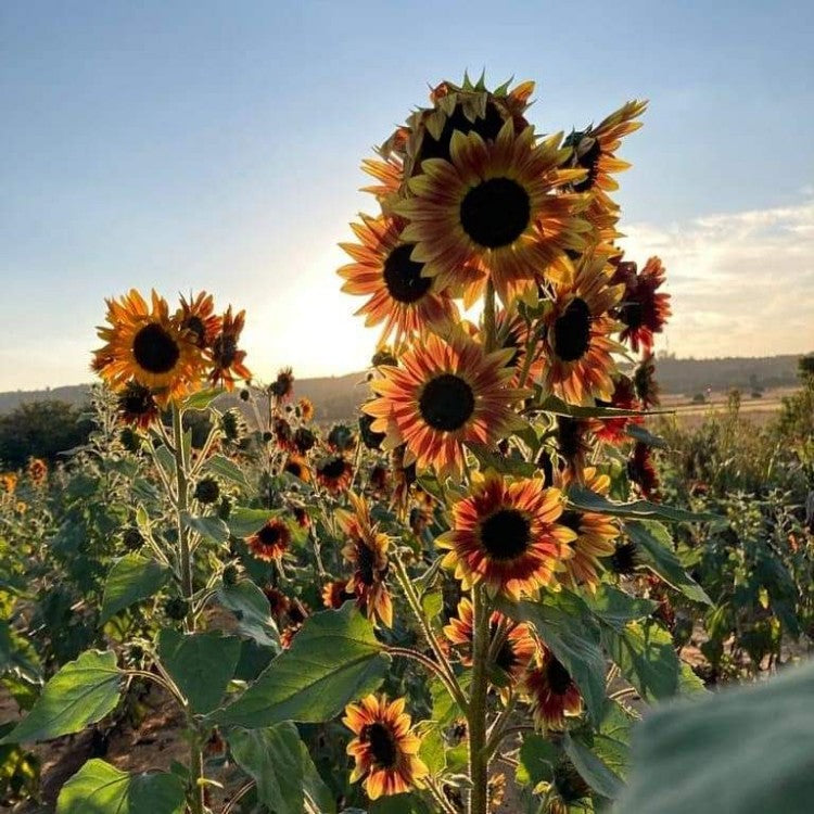 Evening sun sunflower