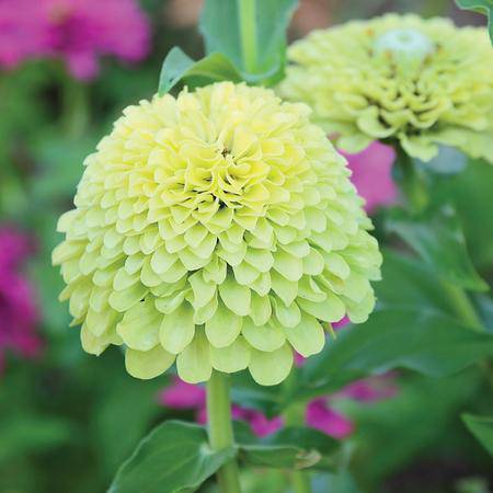 Key Lime Pie Zinnias - beyond organic seeds