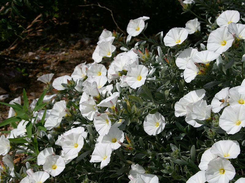 White morning glory - beyond organic seeds