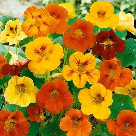 Tom thumb dwarf nasturtium