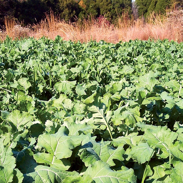 Forage rape seed